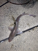 ホシザメの釣果