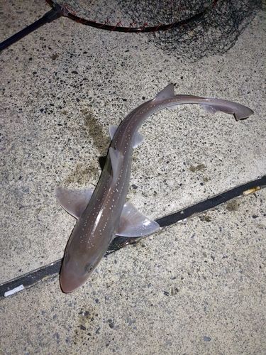 ホシザメの釣果