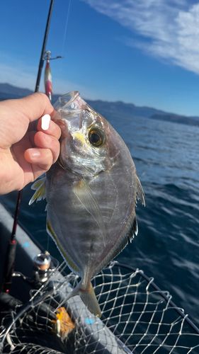 カイワリの釣果