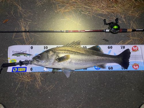 シーバスの釣果