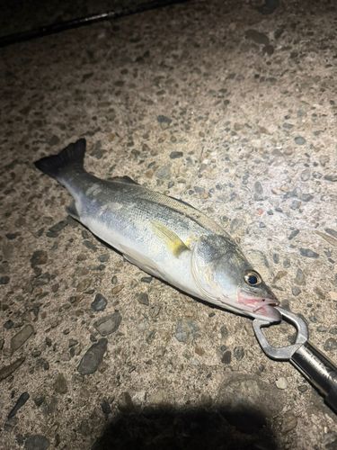 セイゴ（マルスズキ）の釣果