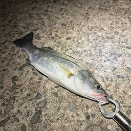 セイゴ（マルスズキ）