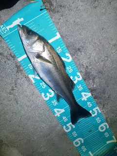 フッコ（マルスズキ）の釣果