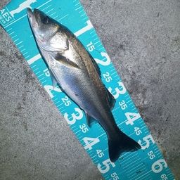 フッコ（マルスズキ）