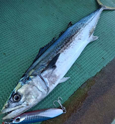 サワラの釣果