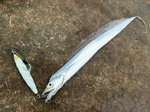 タチウオの釣果