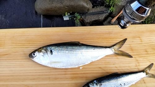 コノシロの釣果