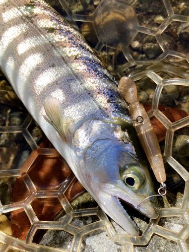 サクラマスの釣果