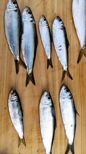 ママカリの釣果