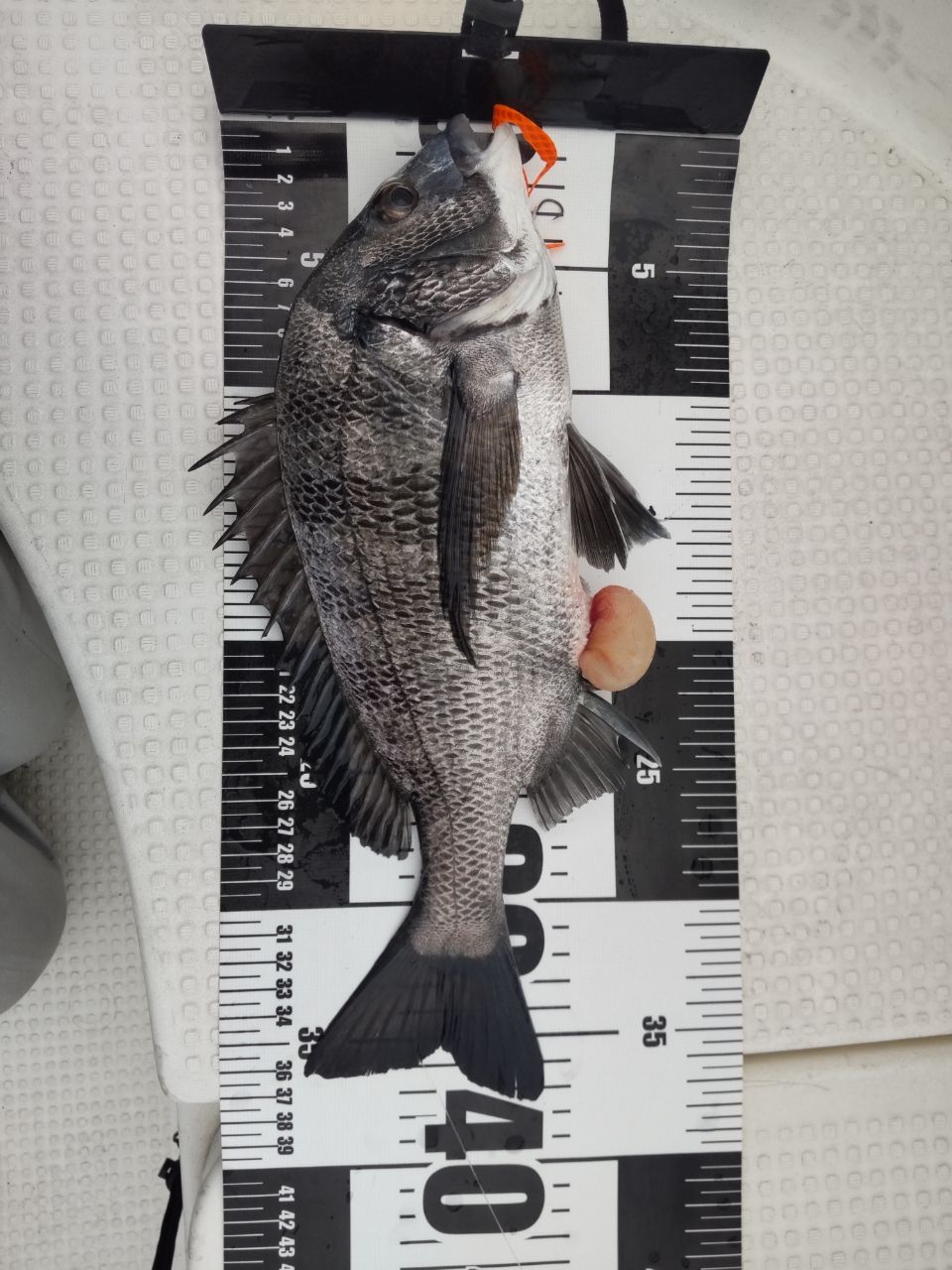 SHIMANO 22クロスミッション XR B66Mの最安値・インプレ・釣果 | 本音