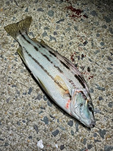 シマイサキの釣果