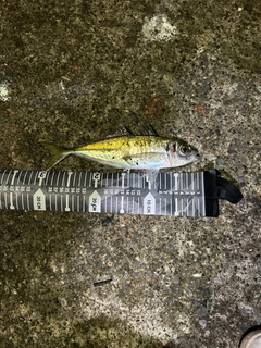 マアジの釣果