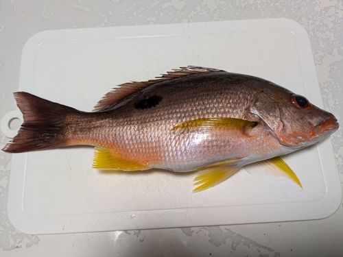 クロホシフエダイの釣果