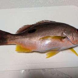 クロホシフエダイ