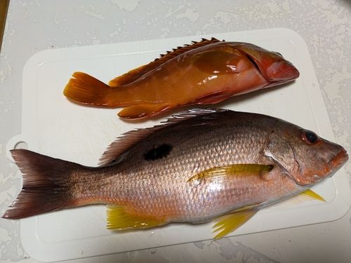 クロホシフエダイの釣果