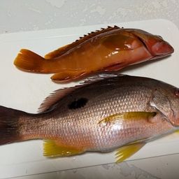 クロホシフエダイ