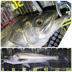 シーバスの釣果