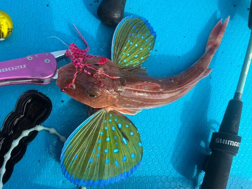 ホウボウの釣果