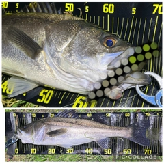 シーバスの釣果