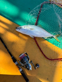 ハマチの釣果