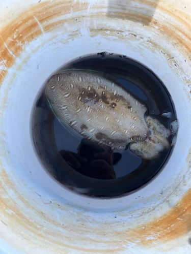 カミナリイカの釣果