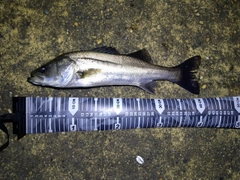 フッコ（マルスズキ）の釣果