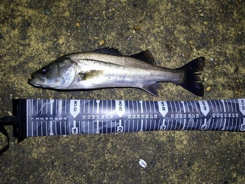 フッコ（マルスズキ）の釣果