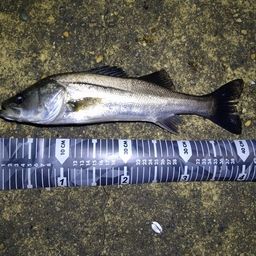 フッコ（マルスズキ）