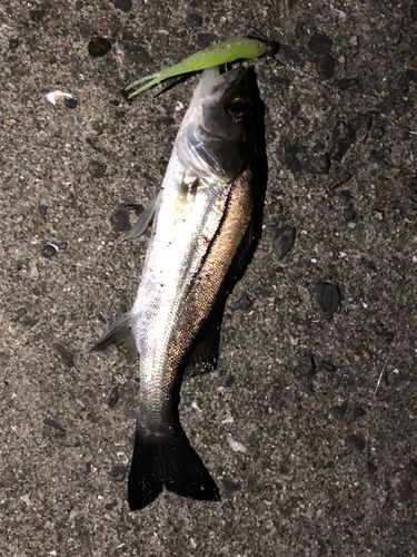 セイゴ（マルスズキ）の釣果