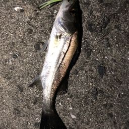 セイゴ（マルスズキ）