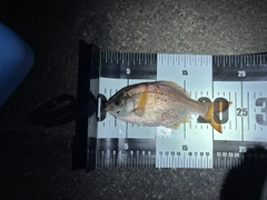 ウミタナゴの釣果