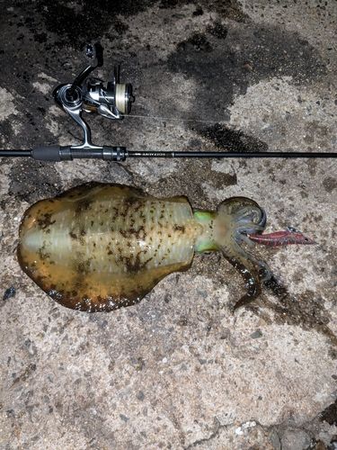 アオリイカの釣果