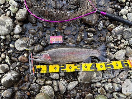 ニジマスの釣果