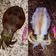アオリイカの釣果