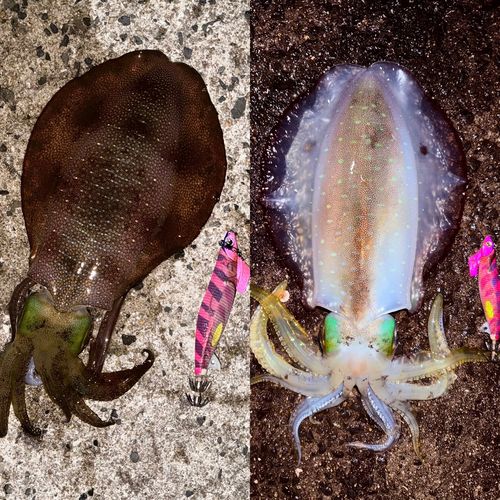 アオリイカの釣果