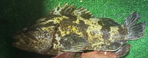 タケノコメバルの釣果