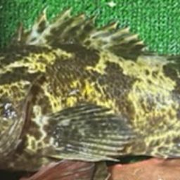 タケノコメバル