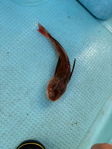 ホウボウの釣果