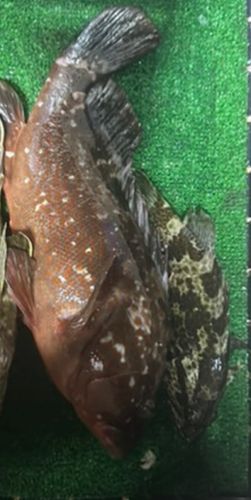 キジハタの釣果