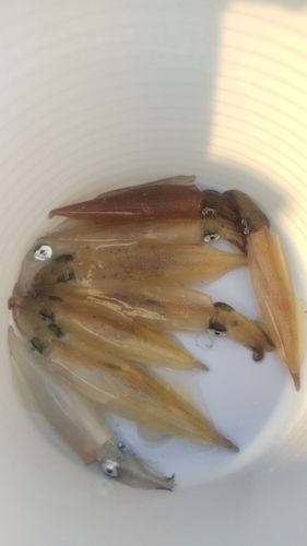 ヤリイカの釣果