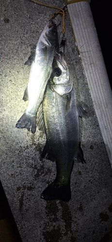 ヒラスズキの釣果