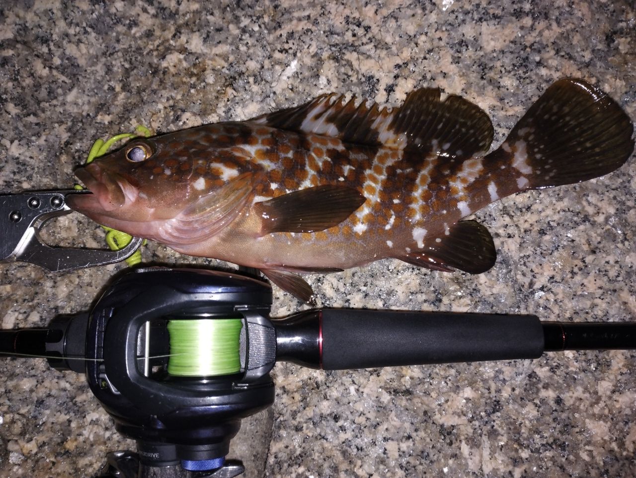 DAIWA 22HRF® (ハードロックフィッシュ) 83MB・Qの最安値・インプレ