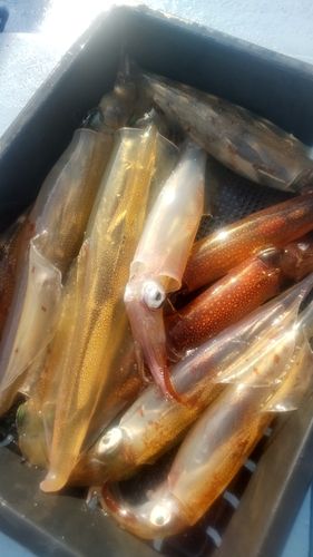 ヤリイカの釣果