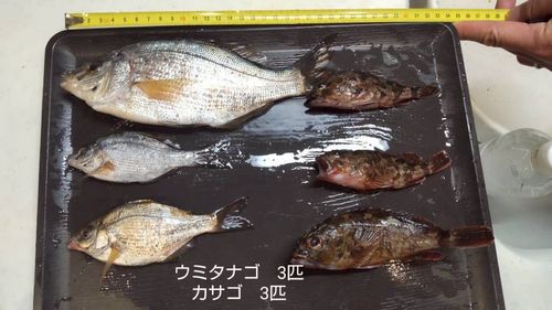 ウミタナゴの釣果