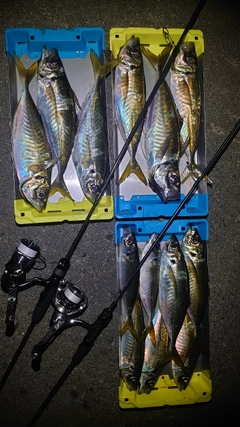 アジの釣果