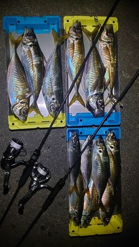 アジの釣果