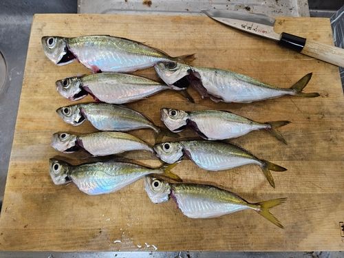 マアジの釣果