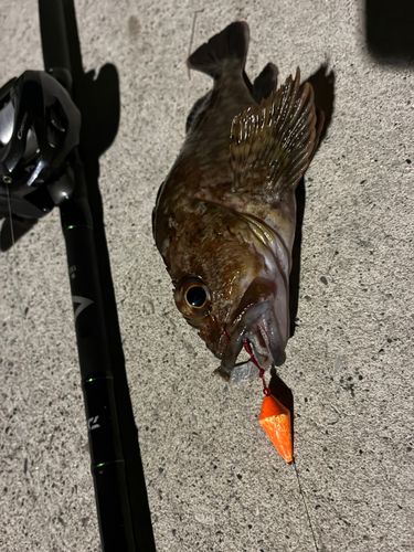金沢水際線緑地（福浦岸壁）