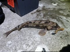 アイナメの釣果