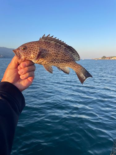 オオモンハタの釣果